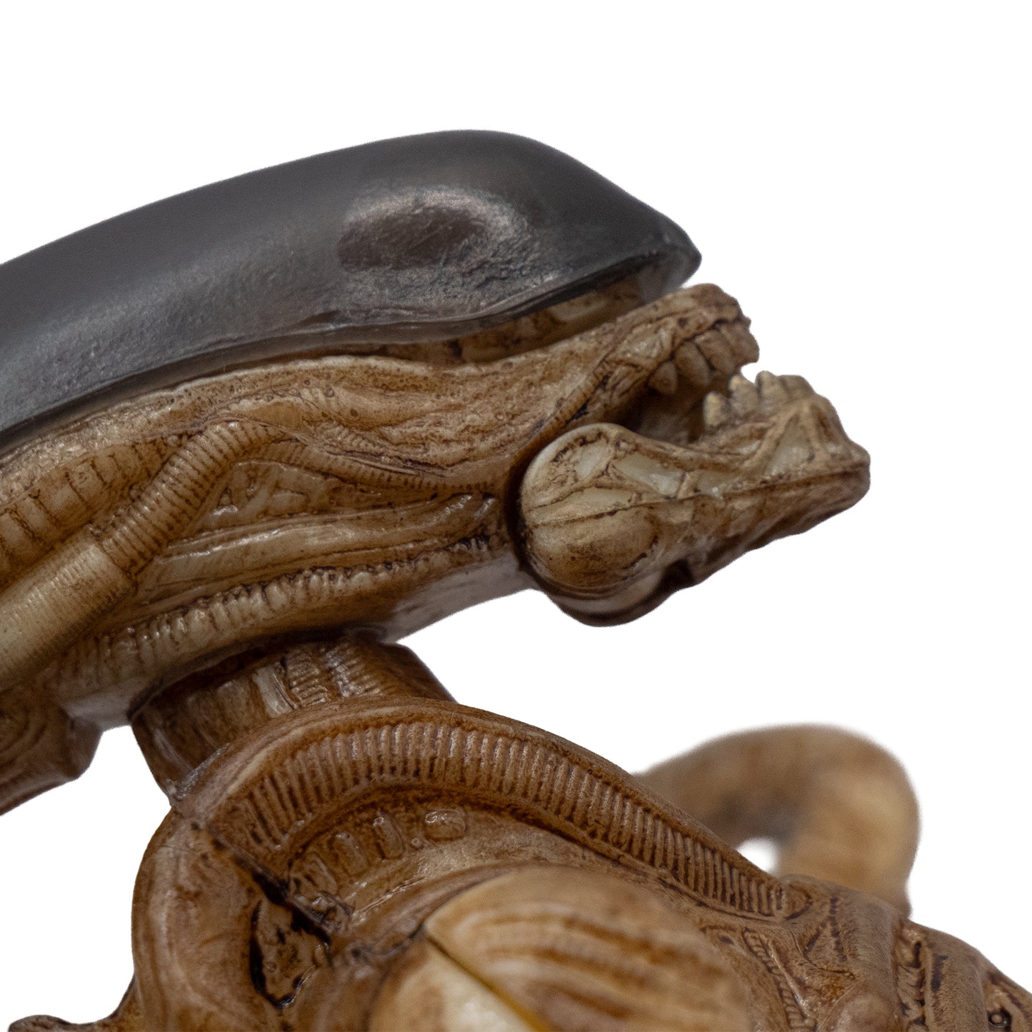 Alien de accesorios fino/ Alien vs Depredador
